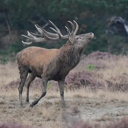 Bed and breakfast B&bveluwezoom Eerbeek