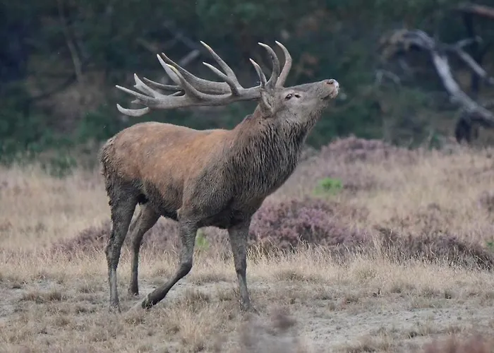 Bed & Breakfast B&bveluwezoom Eerbeek