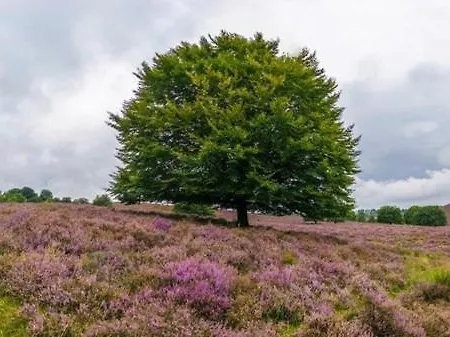 B&bveluwezoom * Eerbeek